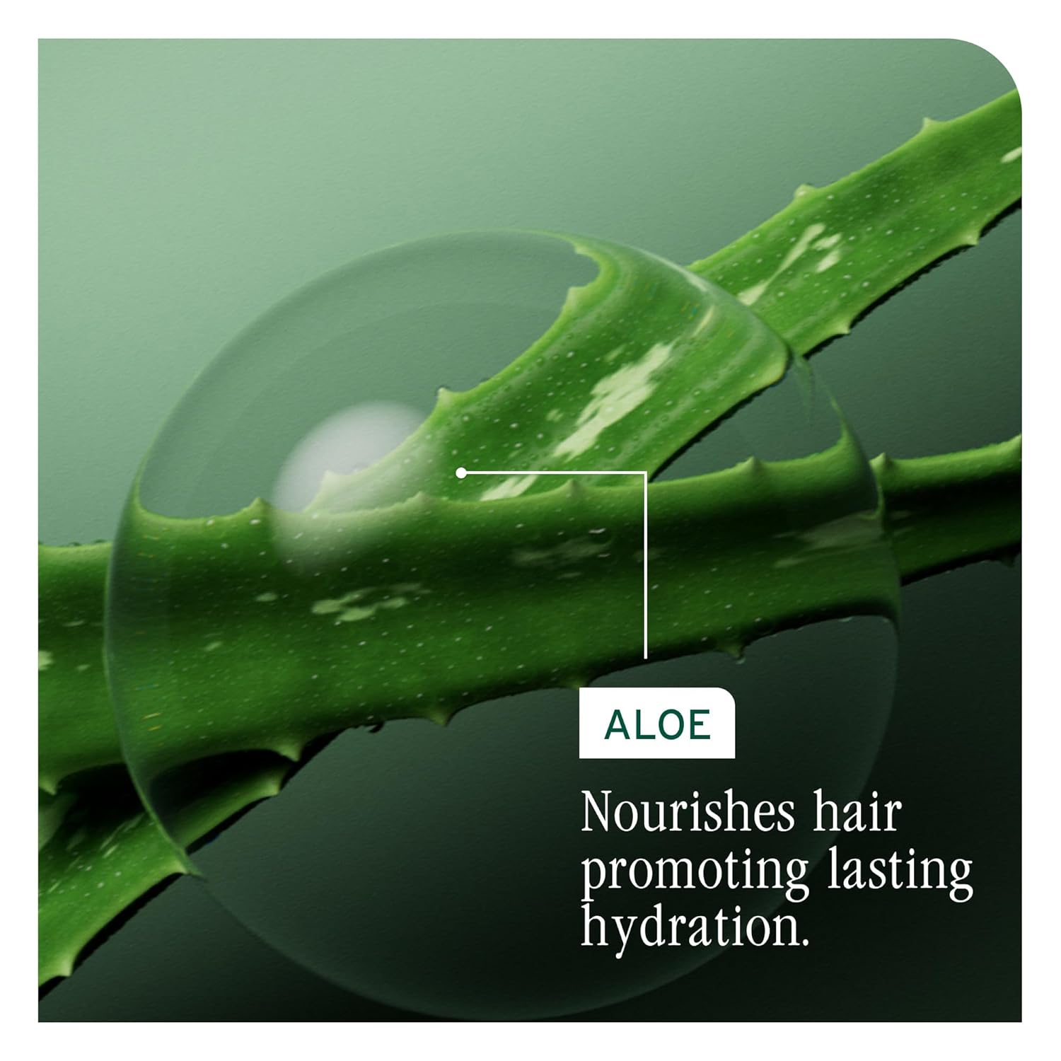 Biolage Hydra Source Shampoo - Softens & Adds Shine, For Dry Hair, Infused with Fermented Aloe